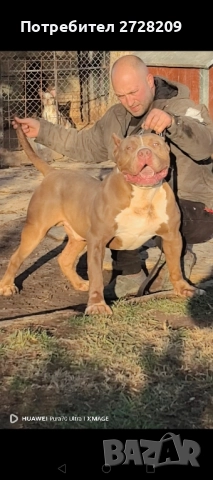 Американско Були Хл/American Bully XL , снимка 6 - Питбул - 52325603