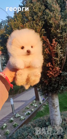 Померан померанче, снимка 2 - Померан - 32224994