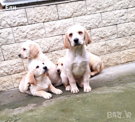 Лабрадор ретривър , снимка 6 - Лабрадор ретривър - 53053991