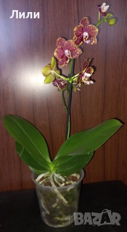 Орхидея фаленопсис Bambula, снимка 3 - Стайни растения - 40124310
