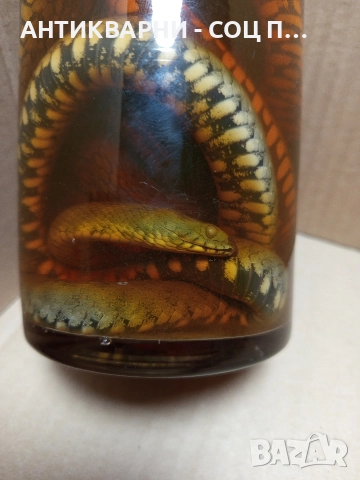 Стари Образователни Препарирани Змий В Стъклено Шише. , снимка 3 - Антикварни и старинни предмети - 52930650