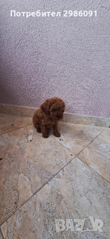 той пудел тийкъп, снимка 5 - Пудели - 51937500