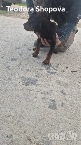 доберман, снимка 3 - Доберман - 52640041