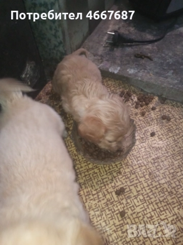 Продавам кокер шпаньол, снимка 6 - Кокер шпаньол - 52640671