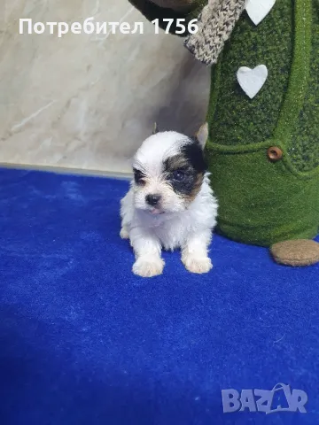 Бивер йорк-мини момче., снимка 1