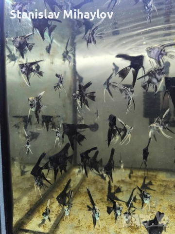 Скалария различни видове, снимка 2 - Рибки - 51626833