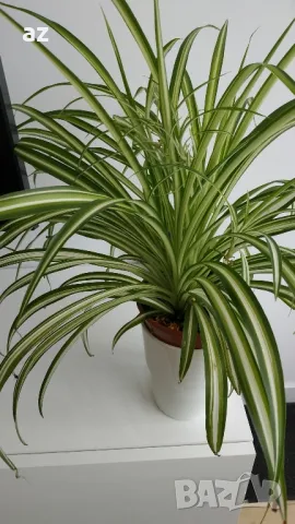 хлорифитум /зелена лилия/, снимка 2 - Други стоки за дома - 49896853