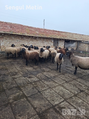 Плевенски черноглави овце , снимка 6 - Овце - 52866942