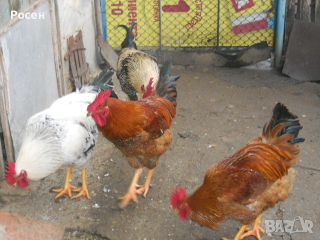 Петли, снимка 2 - Кокошки и пуйки - 53055283