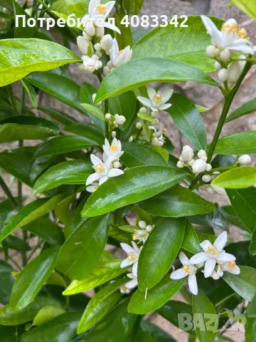 Цитрусови дръвчета, снимка 1