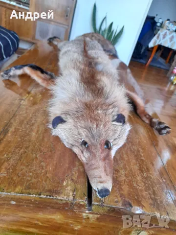 Стара кожа,яка от лисица, снимка 2 - Други ценни предмети - 49088159