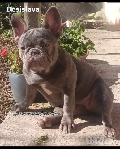 Френски булдози , снимка 7 - Френски булдог - 50981628