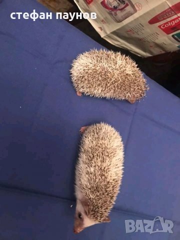 Мини таралежи