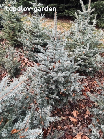 Сребрист Смърч , снимка 4 - Градински цветя и растения - 52665193