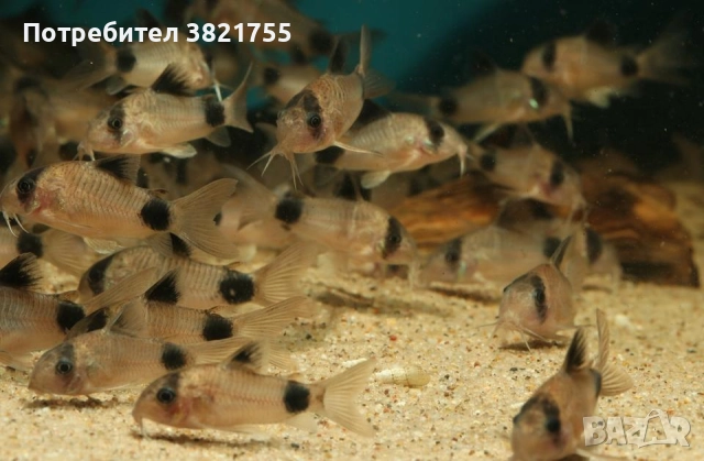 Сомче, сомче коридорас, коридорас панда, снимка 4 - Рибки - 52260877