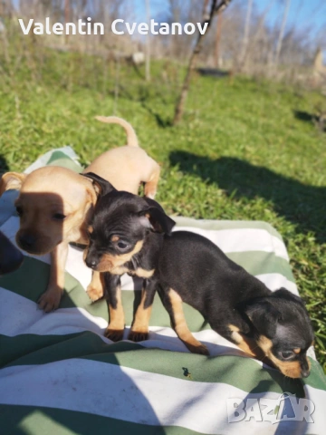  кученца , снимка 12 - Пинчер - 53499522