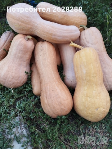 тиква цигулка и матилда, снимка 3 - Други - 51887305