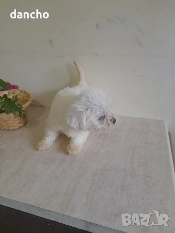 Продавам болонка , снимка 6 - Болонка - 47874174