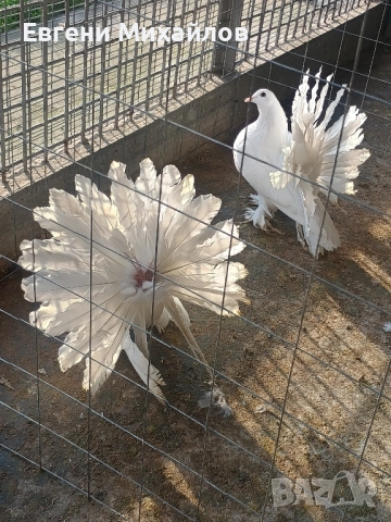 Фенерлии, снимка 6 - Гълъби - 52358162