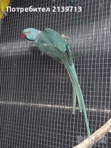 Продавам папагал Малък Александър , снимка 3 - Папагали - 52448414