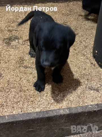 Голдан ретривър и немска овчарка, снимка 2 - Немска овчарка - 53596497