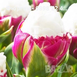 Луковици  на сладоледено лале, снимка 6 - Разсади - 51643678