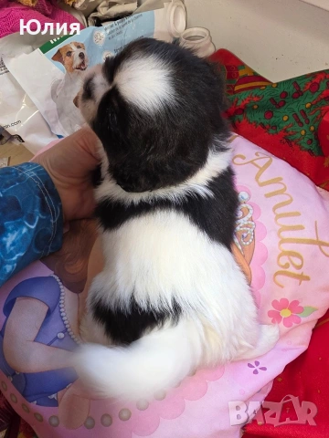 Японски хинчета, снимка 5 - Други - 52506287