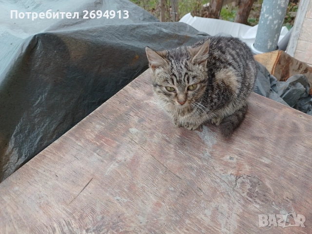 Подарявам котета, снимка 3 - За котки - 48368670