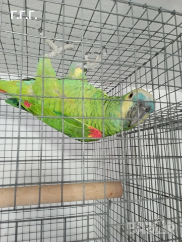 Женска синьочела амазона , снимка 4 - Папагали - 52650408