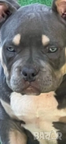 Американско Були