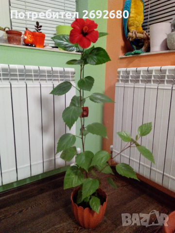 Китайска роза червена (намаление при покупка на повече от 1бр.), снимка 4 - Стайни растения - 44860521