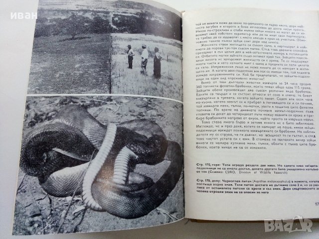 Четириноги Австралийци - Бернхард Гжимек - 1969г. , снимка 4 - Други - 40225924