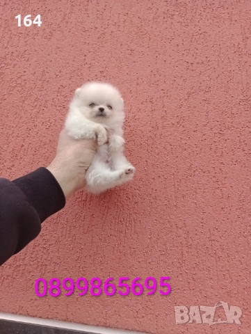 Померан. Мини момченце. Реални снимки от 23.12.25 г., снимка 2 - Померан - 52887508