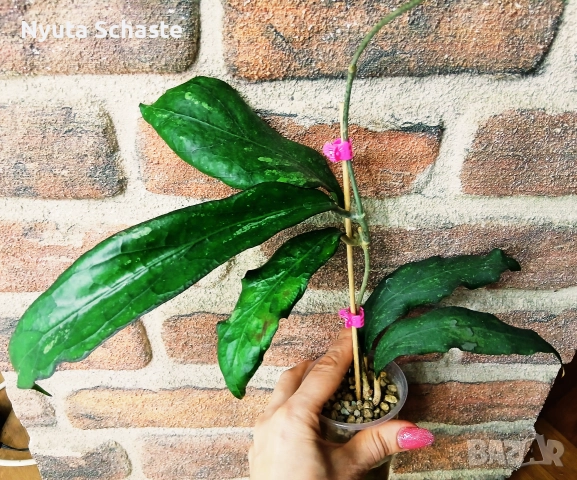 Хоя. Hoya clemensiorum ss 27-70, снимка 2 - Стайни растения - 52641045