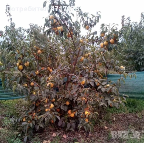 Дръвчета райска ябълка , снимка 2 - Градински цветя и растения - 53200652