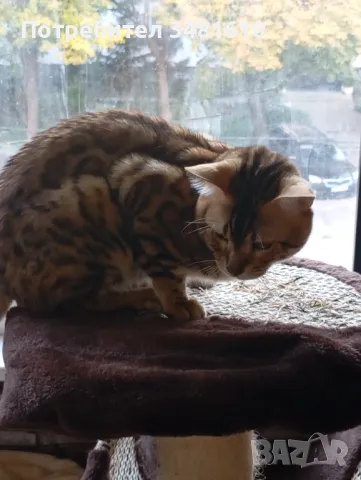 Търся си полвинка, снимка 5 - Бенгалски - 47201483