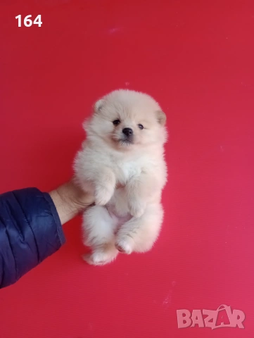 Мъжки и женски Померани. Реални снимки от 12.01.26 г. Померан.