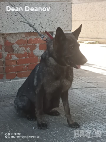 Продавам кученца сиваци , снимка 1