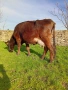 На трето теле с 14-15л мляко, снимка 2