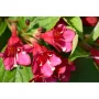 Weigela 'Red Prince'  вейгела, снимка 3