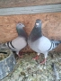 Продавам спортни гълъби , снимка 9