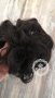 Чаровно Небрежен Кок за Коса на Ластик в Наситено Тъмно Кафяв №2 Цвят КОД Т67, снимка 5