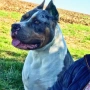 American Bully XL, снимка 17