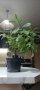 Каучукова палма-стайно цвете, снимка 1 - Стайни растения - 43746949