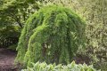 Larix decidua pendula(Ларикс пендула), снимка 1 - Градински цветя и растения - 43761416
