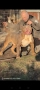 Американско Були Хл/American Bully XL , снимка 6