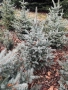 Сребрист Смърч , снимка 4