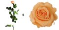 Естествени стабилизирани рози и цвят роза-за дома, подарък, декорация с мъх, снимка 6