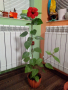 Китайска роза червена (намаление при покупка на повече от 1бр.), снимка 1 - Стайни растения - 44860521