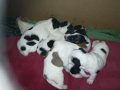 ПРОДАВАМ-продавам djack russell terrier 0406211147, снимка 10
